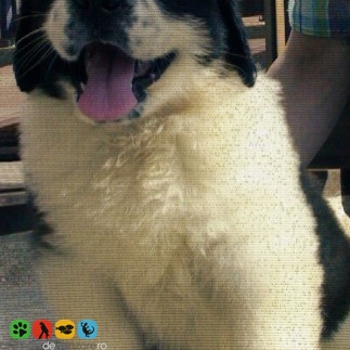 Vanzari Saint-Bernard