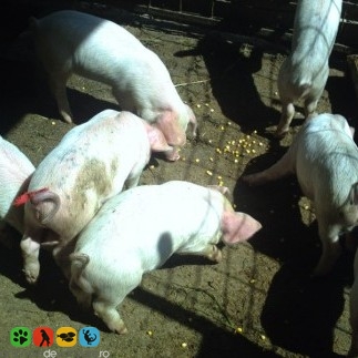 Vanzari Porci
