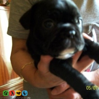 Vanzari Bulldog