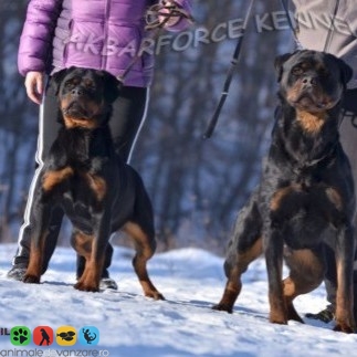 Vanzari Rottweiler