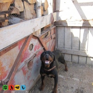 Vanzari Rottweiler