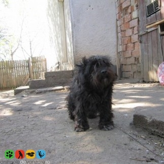 Vanzari Bichon