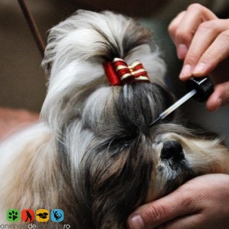 Cabinet Veterinar Cosmetica canina Bucuresti